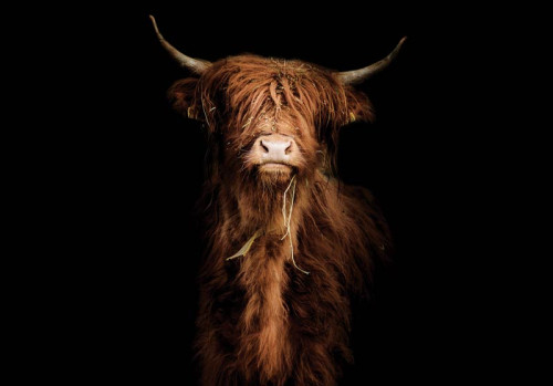Fototapete mit einem majestätischen schottischen Highlander auf dunklem, schwarzem Hintergrund. Die kraftvolle Silhouette des Ochsen erzeugt einen dramatischen Effekt im Schlafzimmer.