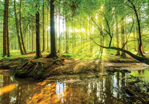 Sonnige Fototapete eines Waldes mit Bäumen und Sonnenstrahlen, die auf einen Fluss scheinen.