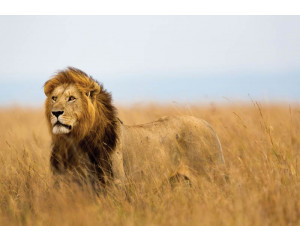 Fototapete mit einem kräftigen Löwen in naturgetreuen Farben, imposant und detailliert.