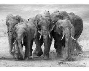 Afrikanische Elefanten in ihrem natürlichen Lebensraum, die auf dieser detaillierten Fototapete majestätisch durch eine Savanne laufen.