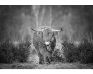 Schwarz-Weiß-Fototapete eines schottischen Hochlandbewohners im Moor, mit einem friedlichen und mystischen Blick auf die Landschaft.