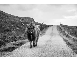 Fototapete eines schottischen Hochländers in Schwarz-Weiß, der eine verlassene Straße entlangläuft, mit einem ruhigen und gelassenen Blick.