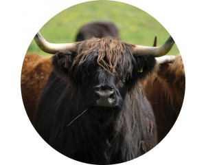 Schotse hooglander in een natuurlijke omgeving, afgebeeld op een rustieke behangcirkel.