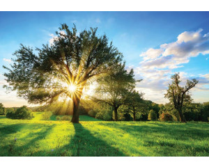 Fototapete von Bäumen und Sonnenstrahlen in einer Landschaft voller Natur.