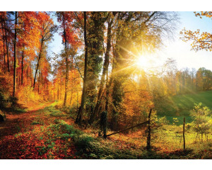 Fototapete von Bäumen mit Sonnenuntergang, warmen Farben und Waldlandschaft.