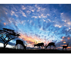 Fototapete von Antilope in einer natürlichen Landschaft, Wildtiere.
