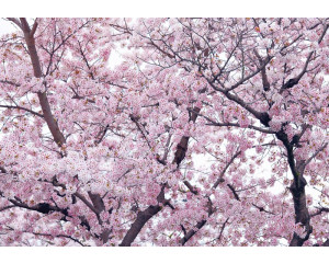 Fototapete mit Apfelblüte und Blumen in einem Baum, bunt und verspielt.
