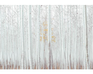 Fototapete eines weißen Waldes mit Espenbäumen, natürliche Ruhe.