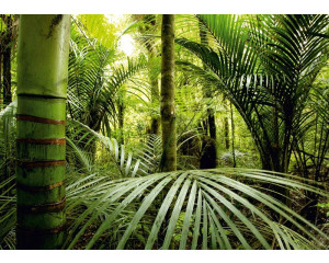 Fototapete Abenteuerlicher Dschungel