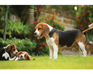 Fototapete mit Beagle-Welpen, die in einer verspielten und niedlichen Komposition dargestellt sind.