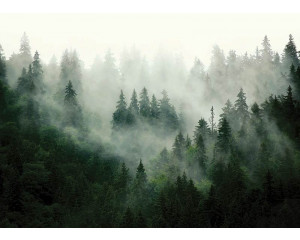 Fototapete Bergwald im Morgennebel