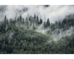 Bergwald im Nebel, mit Kiefern und Bergen, die in den Nebel übergehen, abgebildet auf einer Fototapete.