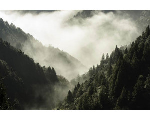 Fototapete mit nebelumhüllten Bergen und einer weiten Waldlandschaft im Vordergrund.