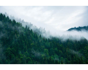 Fototapete mit nebelverhangenen Berggipfeln und einer ruhigen und geheimnisvollen Atmosphäre.