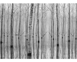 Fototapete Birkenbäume Reflexion