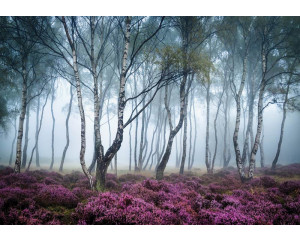 Birkenwald mit Nebel und blühenden Blumen in einer ruhigen Umgebung, Fototapete, die die Gelassenheit der Natur hervorruft.