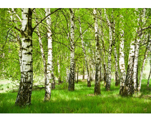 Birkenwald im Frühling auf dieser Fototapete, mit Birken in voller Blüte und einem frischen grünen Look.