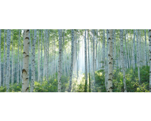 Fototapete mit einem Birkenwald in strahlendem Sonnenlicht, wo die hellen Bäume für einen frischen Look sorgen.