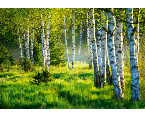 Fototapete eines Birkenwaldes, mit einer Serenade von Bäumen und Natur in einer friedlichen Umgebung.