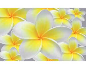 Gelbe und weiße Blumen in einer natürlichen Umgebung, gerendert auf einer schönen und hellen Fototapete.