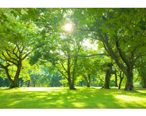 Bäume in einem sonnigen Park mit einem ruhigen und friedlichen Blick auf dieser Fototapete, ideal für eine entspannte Atmosphäre.