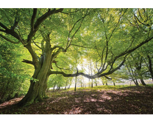Fototapete eines einzelnen Baumes in einem Wald, naturgetreu.