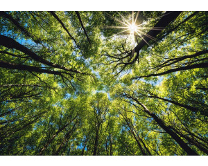 Fototapete von Baumkronen in der Sonne, mit weitem Blick in die Natur.