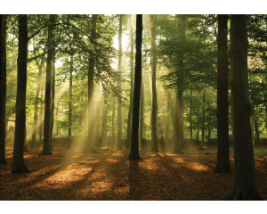 Fototapete eines Waldes in der Morgendämmerung, wobei die Sonnenstrahlen durch die Bäume brechen und die Umgebung beleuchten.