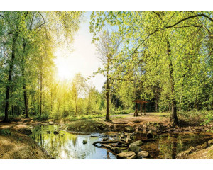 Fototapete eines bewaldeten Gebiets mit Bäumen und Sonnenlicht, das durch das Blätterdach scheint.