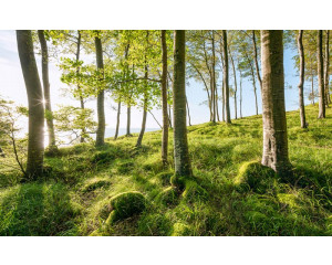 Landschaft mit Waldbäumen und einer ruhigen Aussicht auf die Natur.