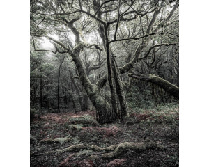 Fototapete Nationalpark Garajonay, mit einer üppigen Waldlandschaft auf La Gomera.