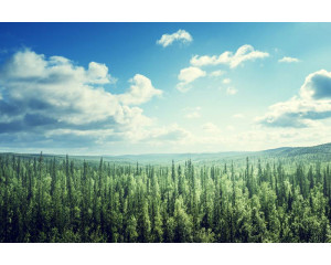 Fototapete einer weiten Landschaft, in der sich Berge über einen von Wolken umgebenen Wald erheben.