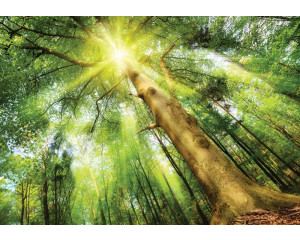 Fototapete eines Waldes im Tageslicht, mit Bäumen und Sonnenstrahlen, die die Natur zum Leben erwecken.