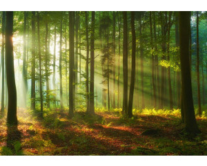 Fototapete eines Waldes mit himmlischen Lichtstrahlen, Sonnenstrahlen, die zwischen den Bäumen hindurch scheinen, mit satten Grüntönen und detaillierten Blättern.