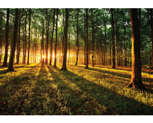 Sonnenlicht durch den Wald mit einem Sonnenuntergang auf Fototapete.