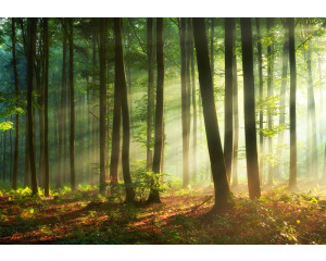 Sonnenstrahlen brechen durch die Bäume eines dichten Waldes auf dieser Fototapete, mit einem warmen und natürlichen Look.