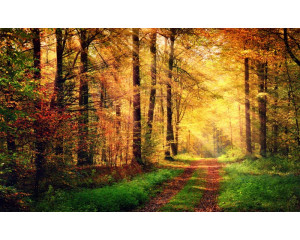 Fototapete eines Waldwegs, der von Sonnenstrahlen beleuchtet wird, die durch das Blätterdach brechen.