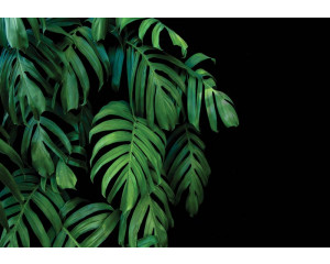Botanische Dschungelblätter vor einem schwarzen Hintergrund auf dieser Fototapete sorgen für einen üppigen und exotischen Look.