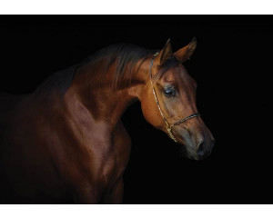 Fototapete eines braunen Pferdes mit schwarzem Hintergrund, die sich auf Eleganz und Stärke konzentriert.