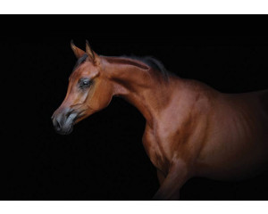 Fototapete eines braunen Pferdes auf schwarzem Hintergrund, mit einem dramatischen und stilvollen Look.