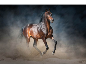 Fototapete von einem braunen Pferd, naturgetreu und realistisch.