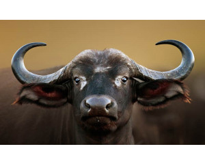 Büffelkopf auf Fototapete, natürlich und imposant.