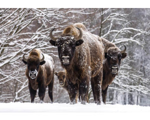 Fototapete von Büffel im Schnee in einem Wald, Winteratmosphäre.