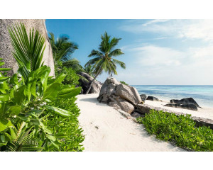 Tagträumen von Sonne, Meer und Strand mit Palmen.