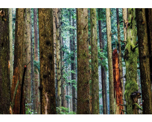 Fototapete eines Kiefernwaldes mit hohen Bäumen, Natur und frischer Luft.