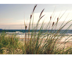 Fototapete von einer Dünenlandschaft mit Gras und Meer, gerendert auf Vliestapete.