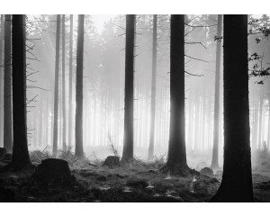 Fototapete eines dunklen Waldes mit nebligem Abend und Bäumen.
