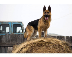 Fototapete eines Deutschen Schäferhundes, mit einem kraftvollen und schützenden Blick.