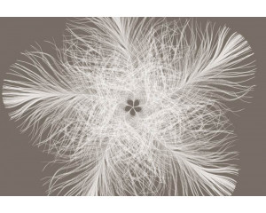 Federster abstrakte Fototapete mit einem modernen Kunstwerk, das jedem Raum eine kreative Note verleiht.