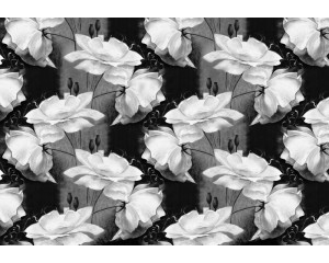 Abstraktes, florales Muster in Schwarz und Weiß, dargestellt auf einer modernen und künstlerischen Fototapete.